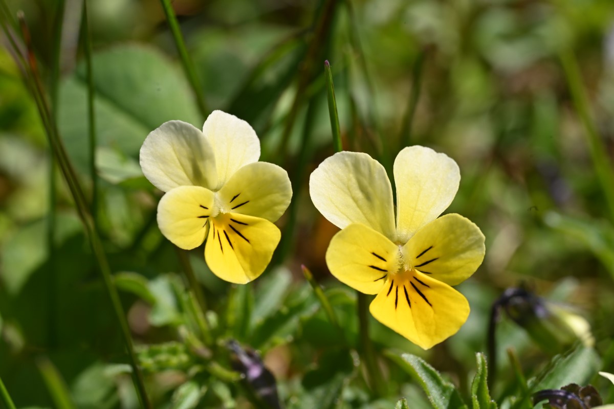 Wildes Stiefmütterchen-detail-2