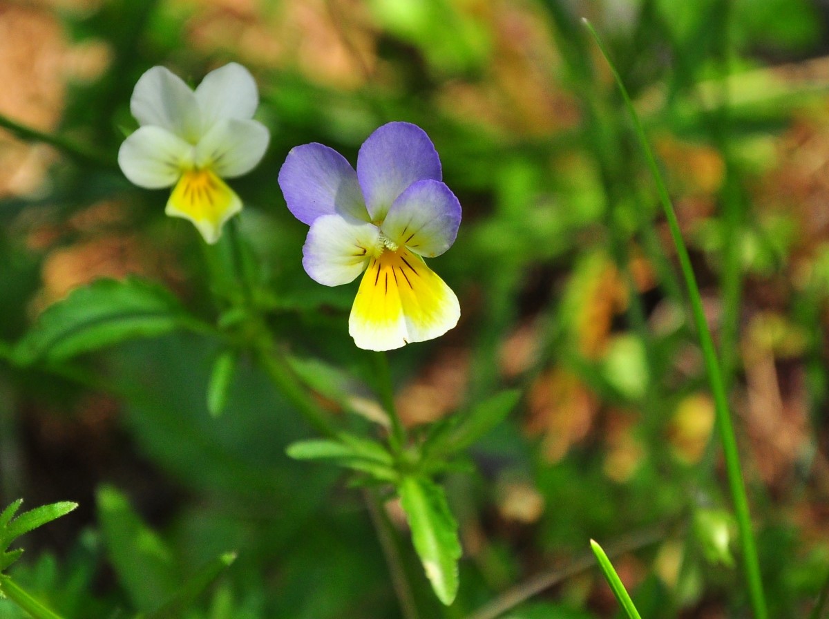 Wildes Stiefmütterchen-detail-1