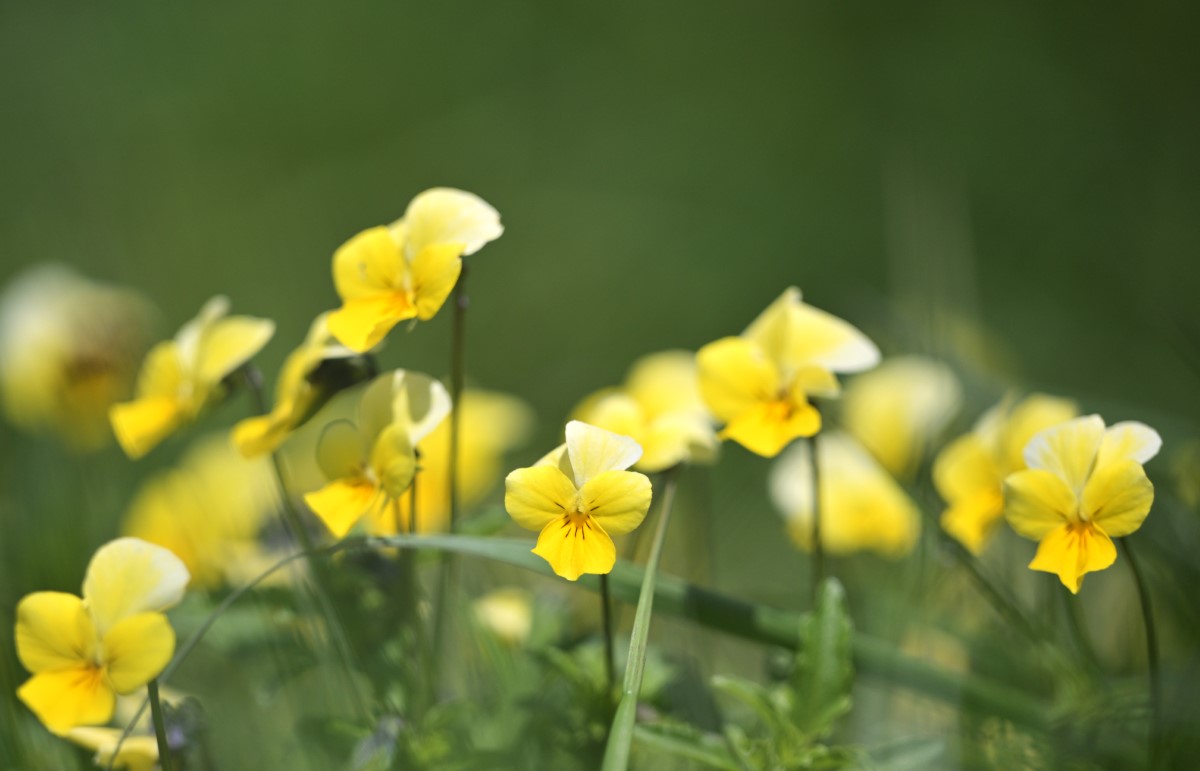 Wildes Stiefmütterchen-detail-4