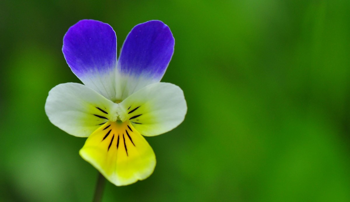Wildes Stiefmütterchen-detail-0