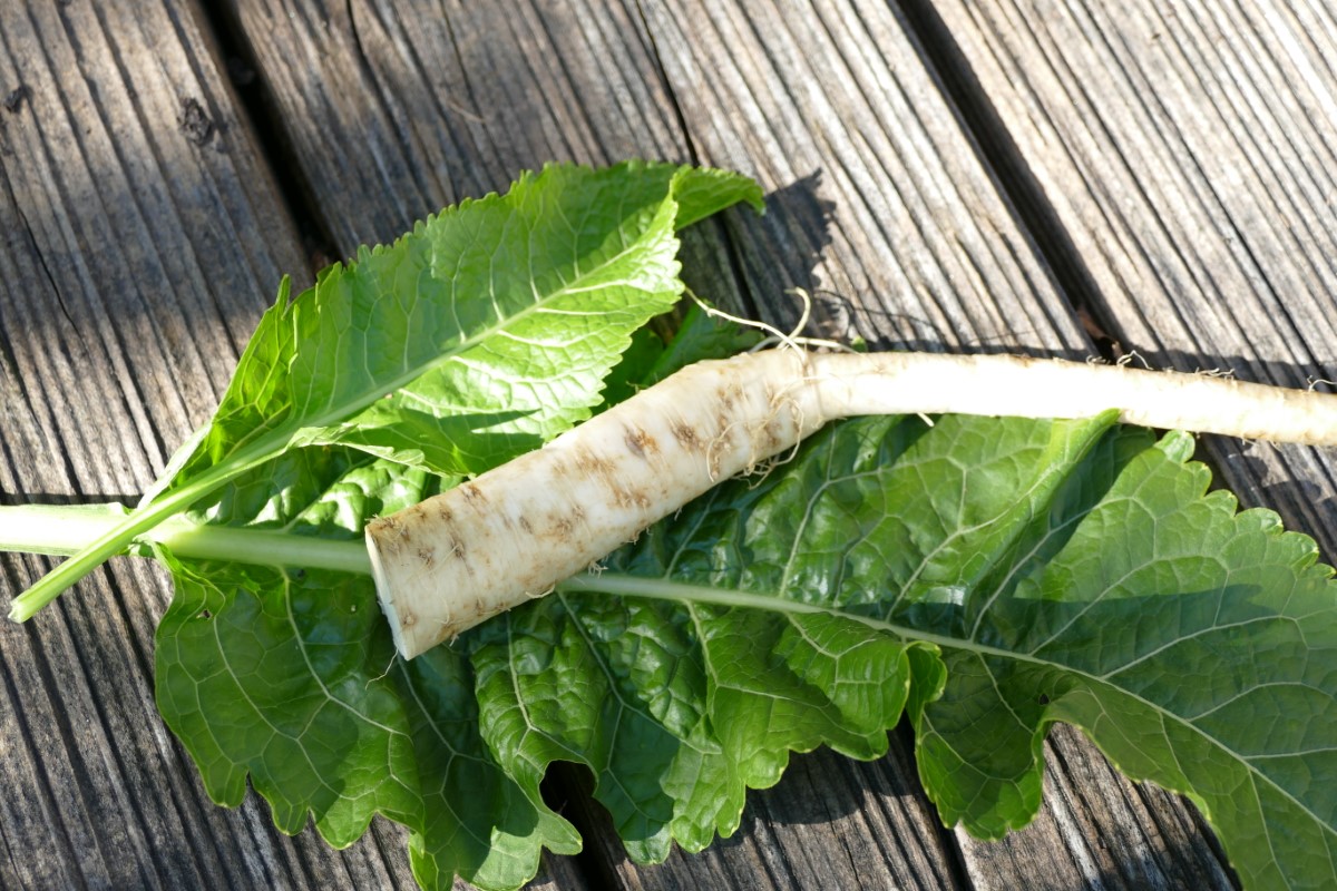 Meerrettich-detail-0