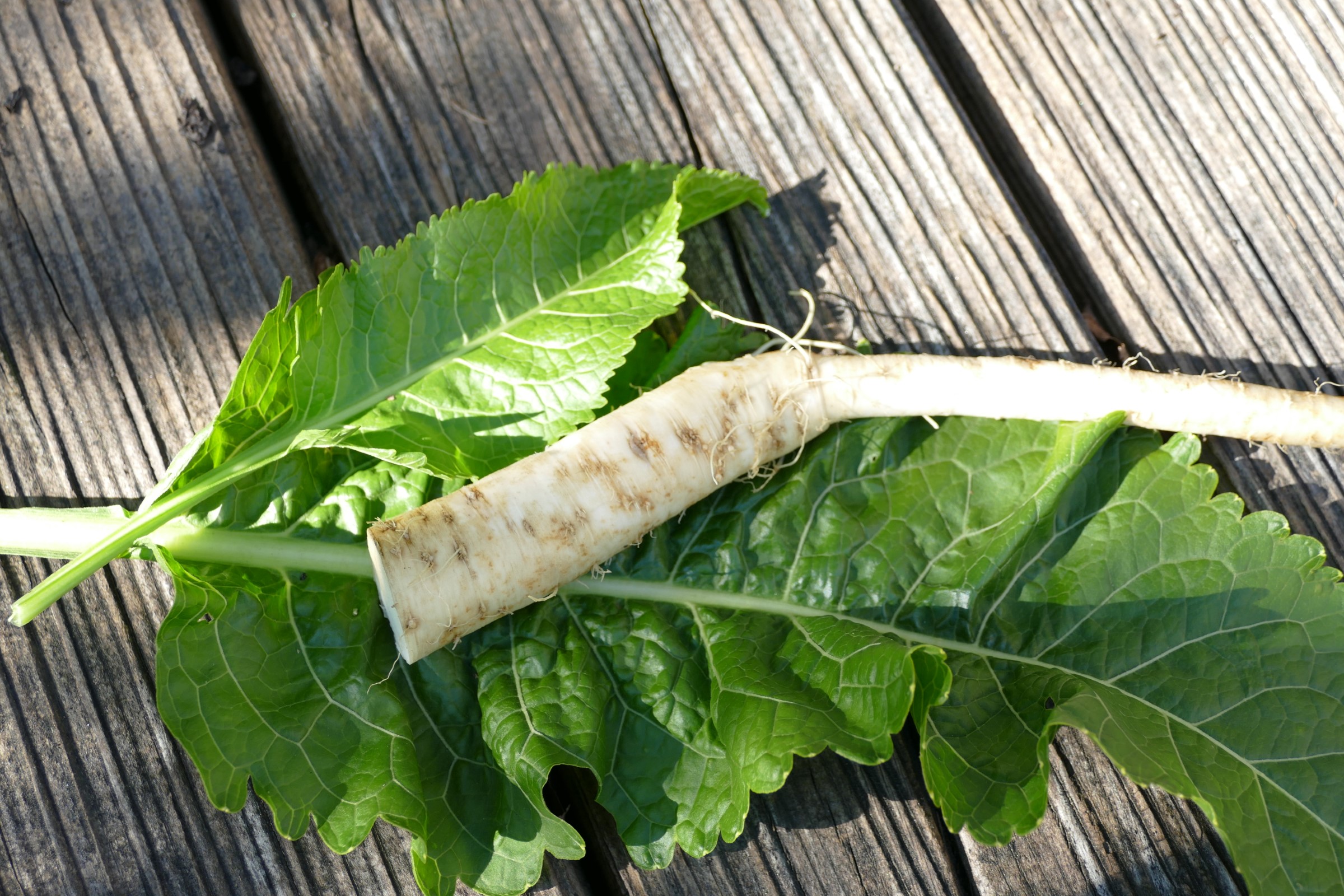 Meerrettich als Heilpflanze Wirkung, Anwendung & Rezepte