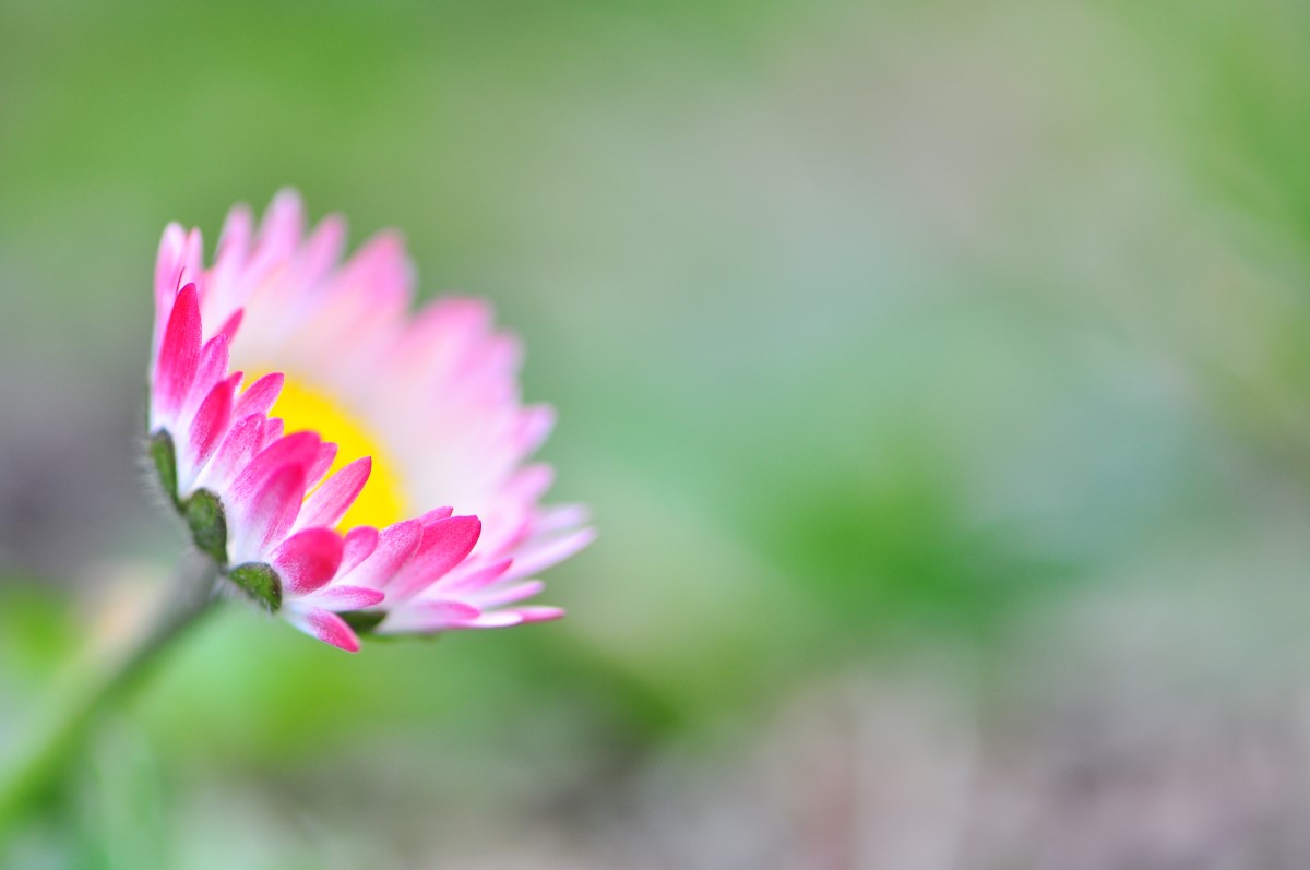 Gänseblümchen-detail-0