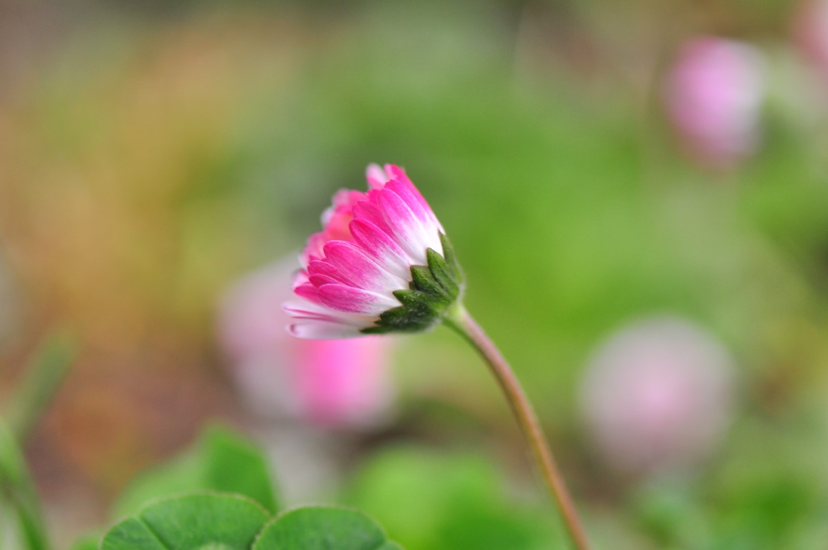 Gänseblümchen-detail-4
