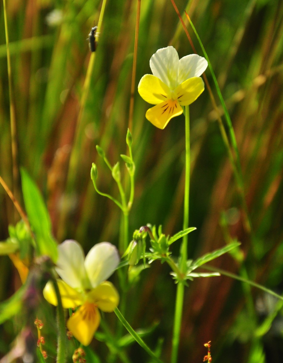 Wildes Stiefmütterchen-detail-3