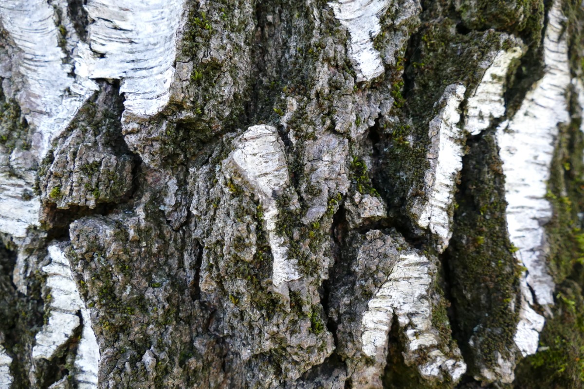 Birke-detail-2