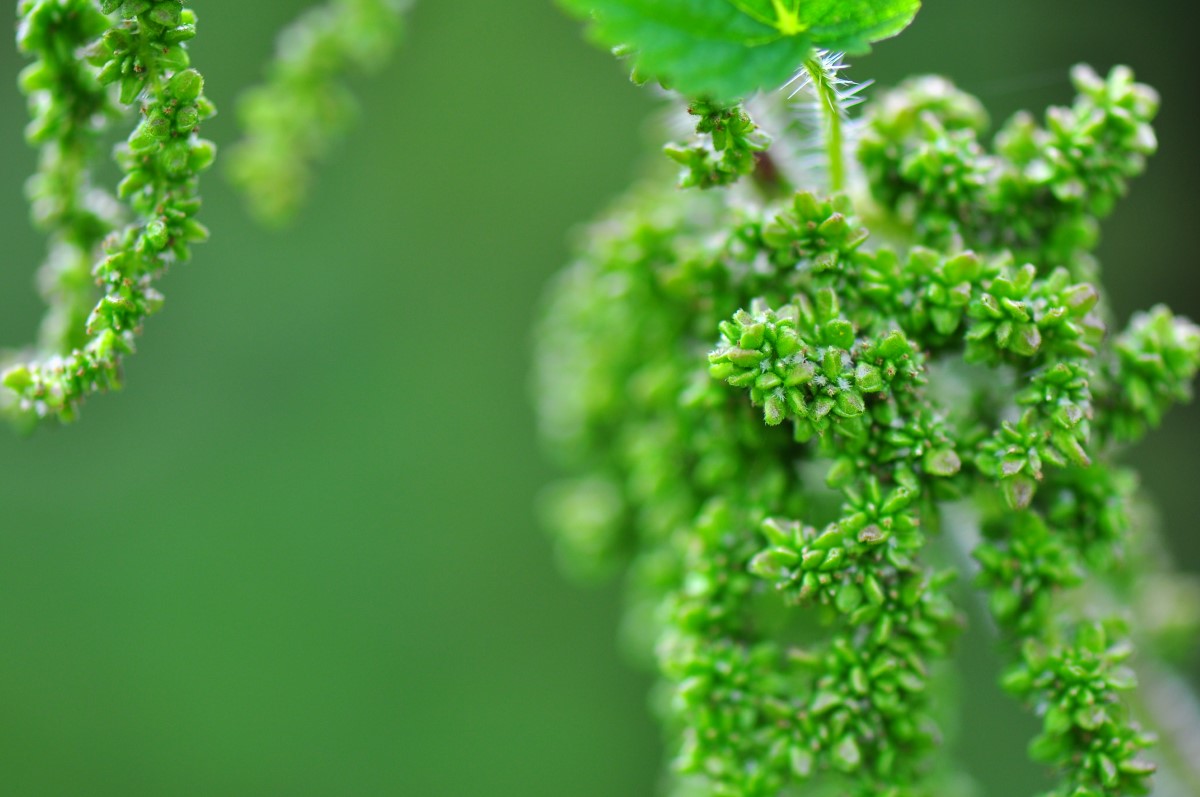 Brennnessel-detail-2