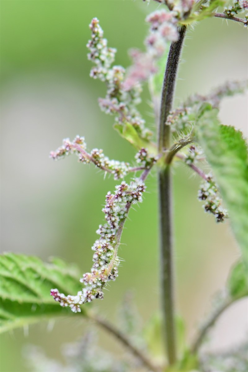 Brennnessel-detail-1