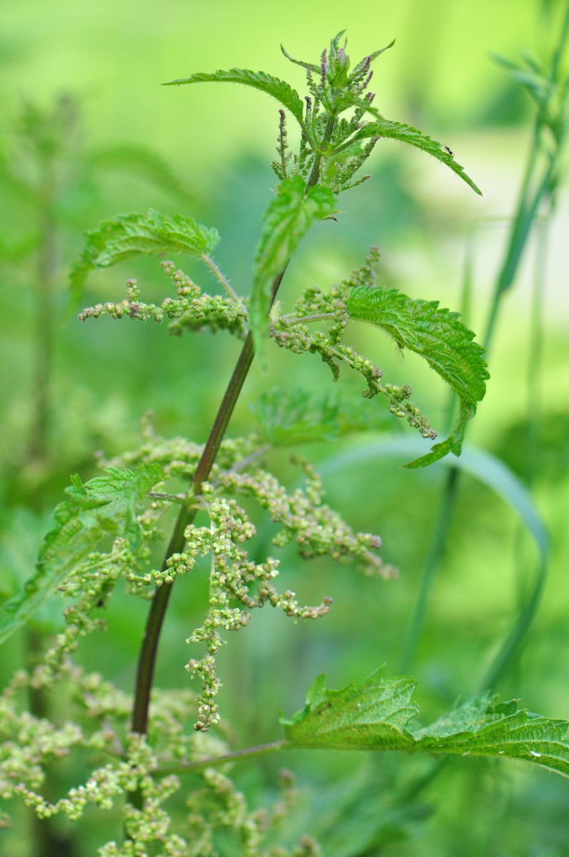 Brennnessel-detail-0