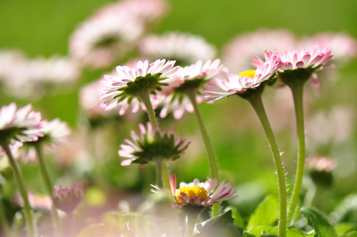 Gänseblümchen-detail-1