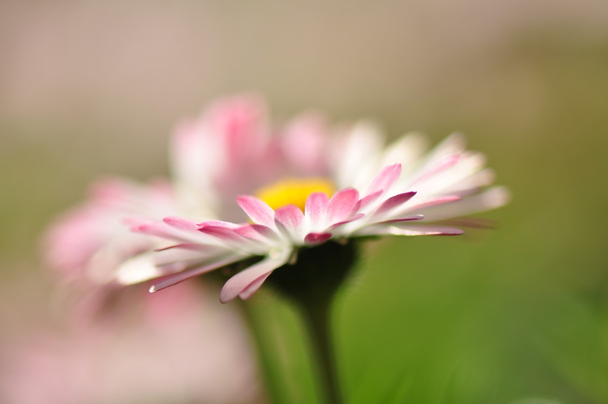 Gänseblümchen-detail-2