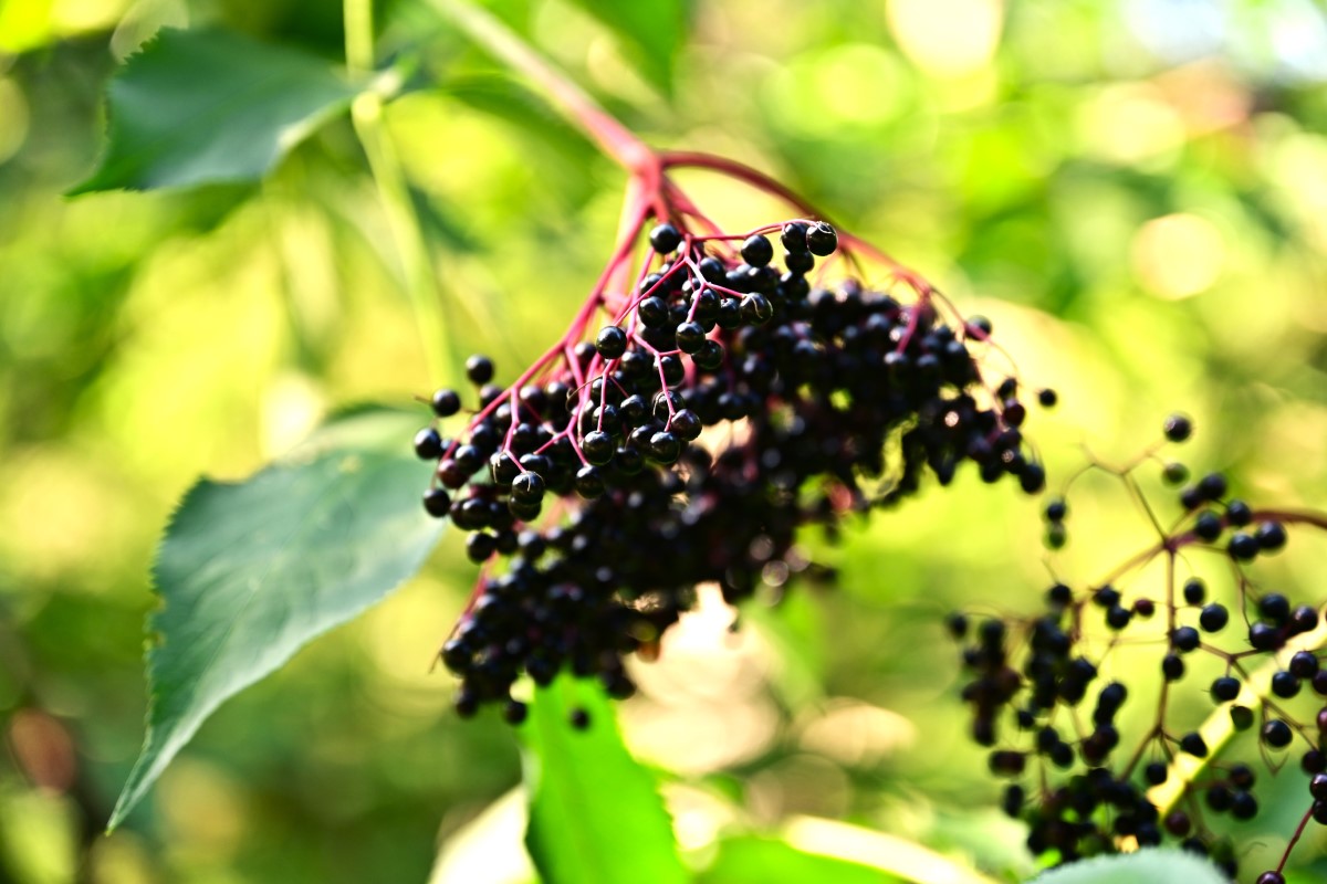 Schwarzer Holunder-detail-2