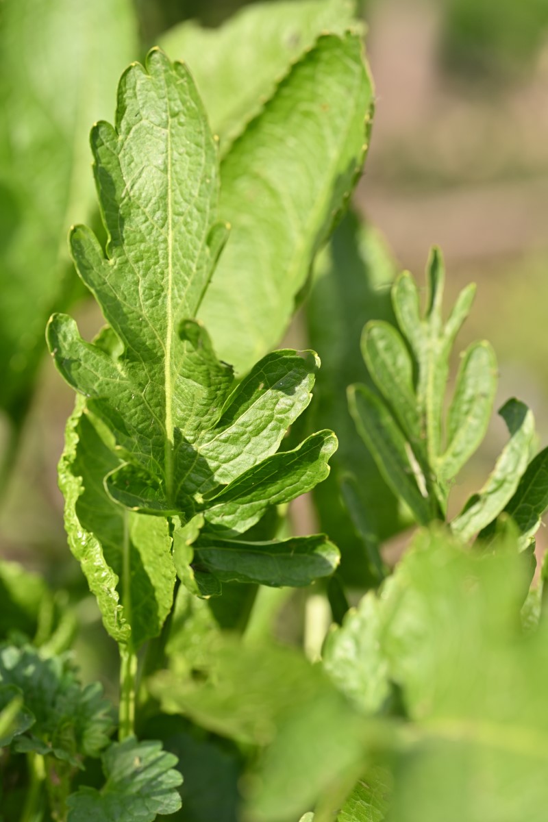 Meerrettich-detail-3