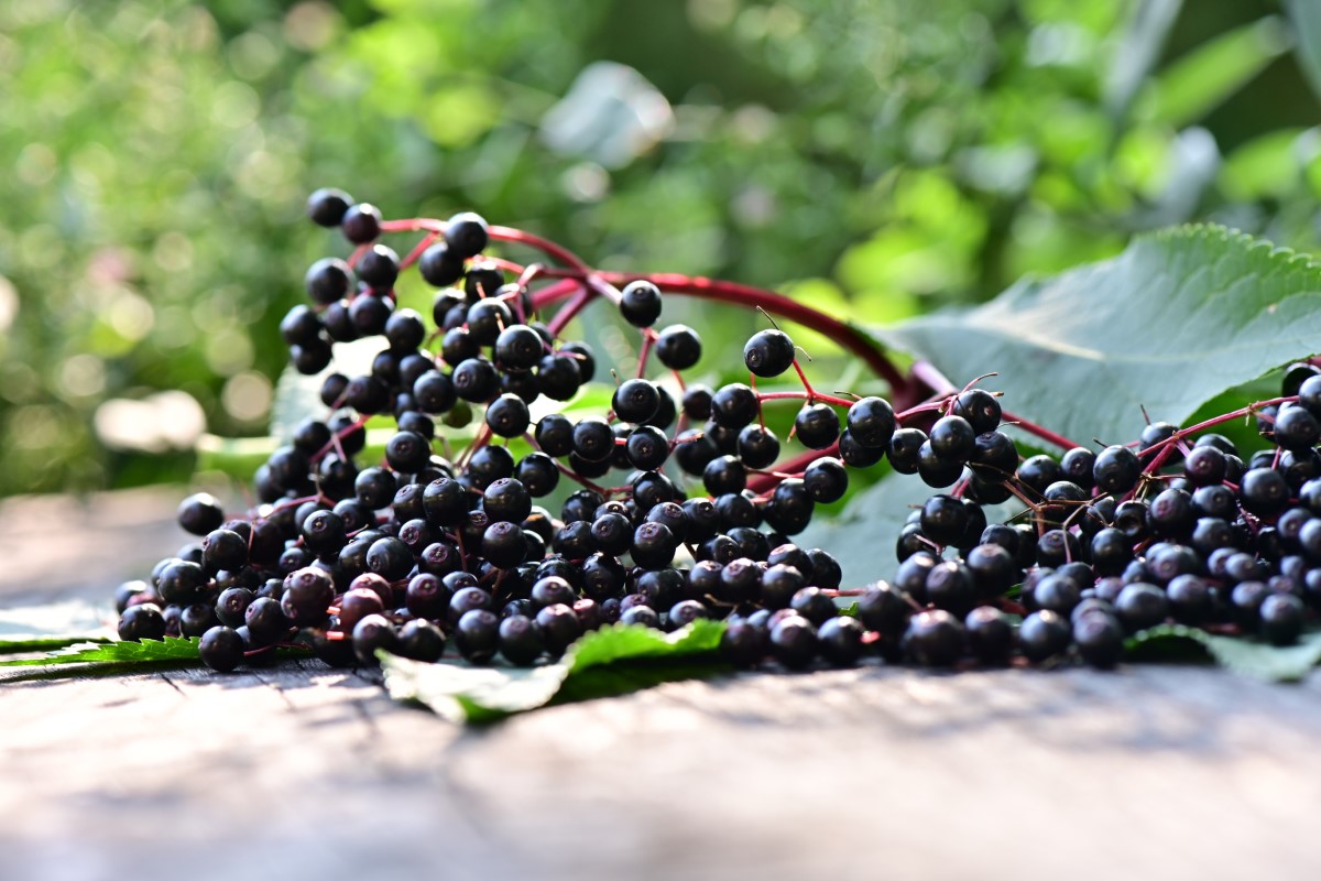 Schwarzer Holunder-detail-3