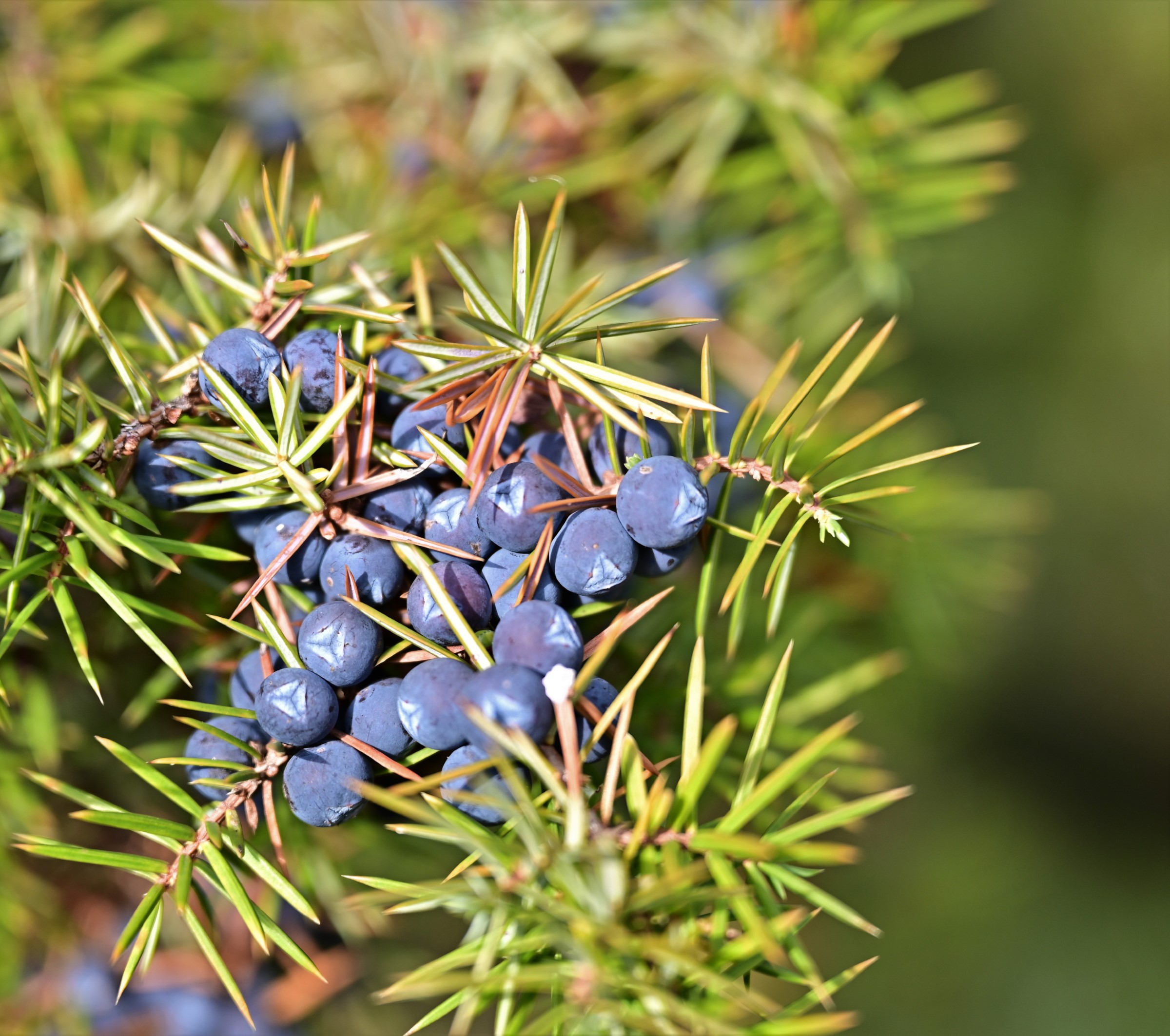 Wacholder als Heilpflanze Wirkung, Anwendung & Rezepte
