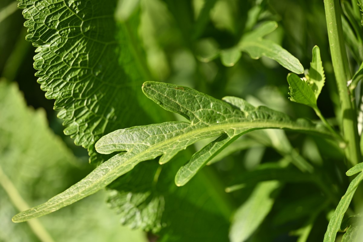 Meerrettich-detail-5