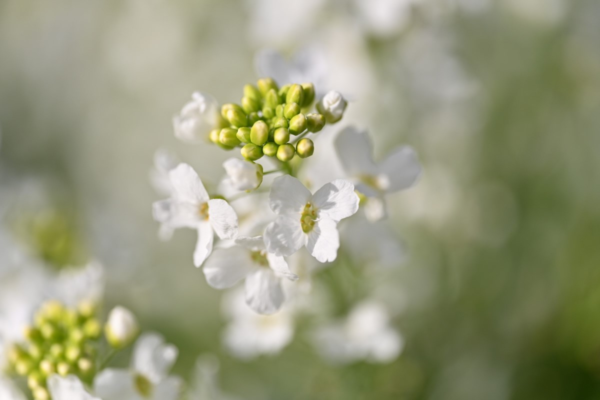 Meerrettich-detail-4