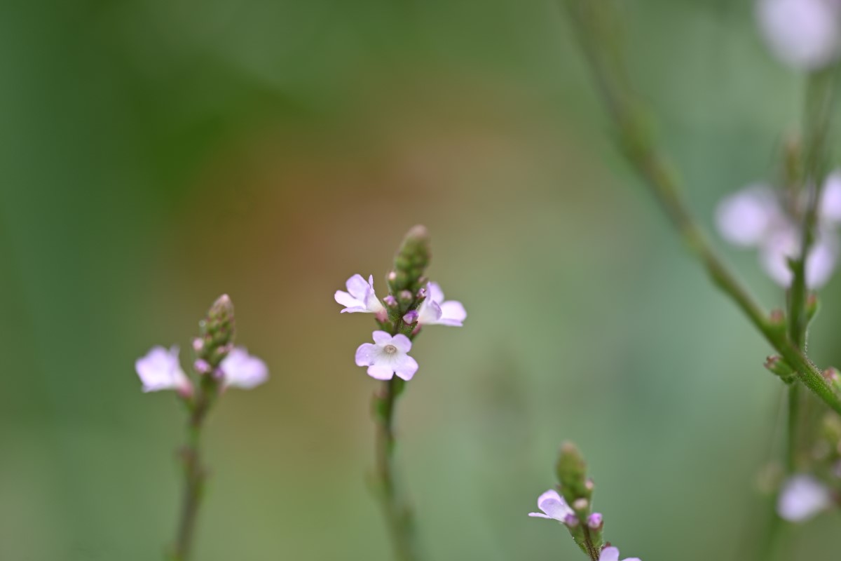 Echtes Eisenkraut-detail-1