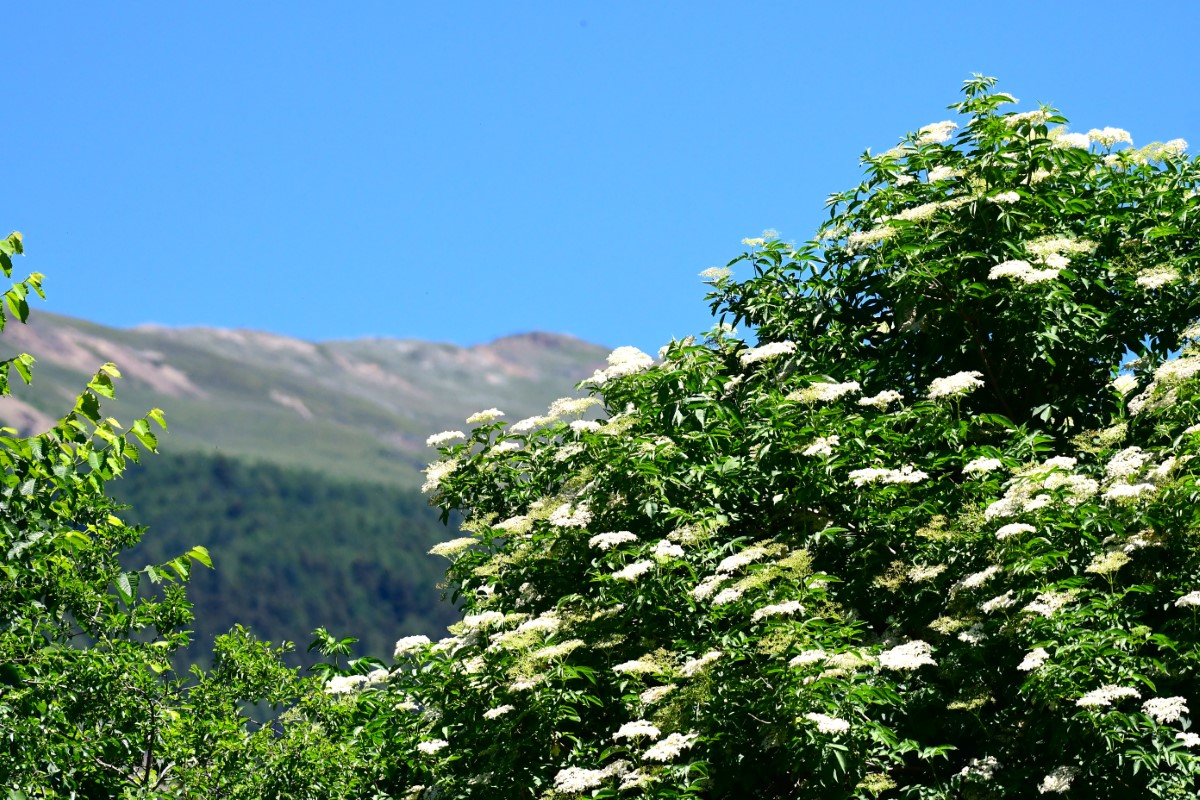 Schwarzer Holunder-detail-0