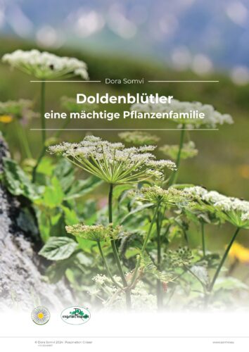 Titelseite Doldenblütler, eine mächtige Pflanzenfamilie