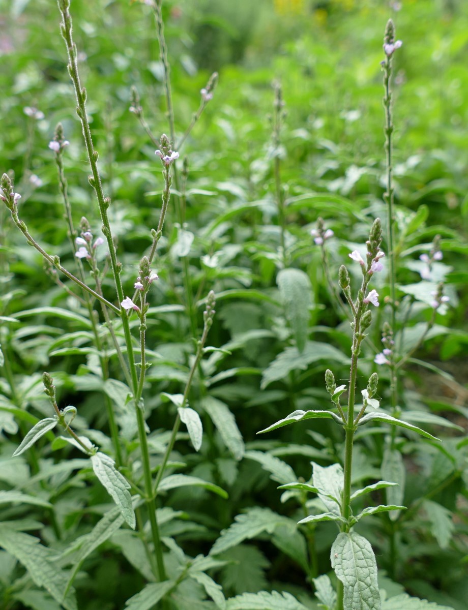 Echtes Eisenkraut-detail-2