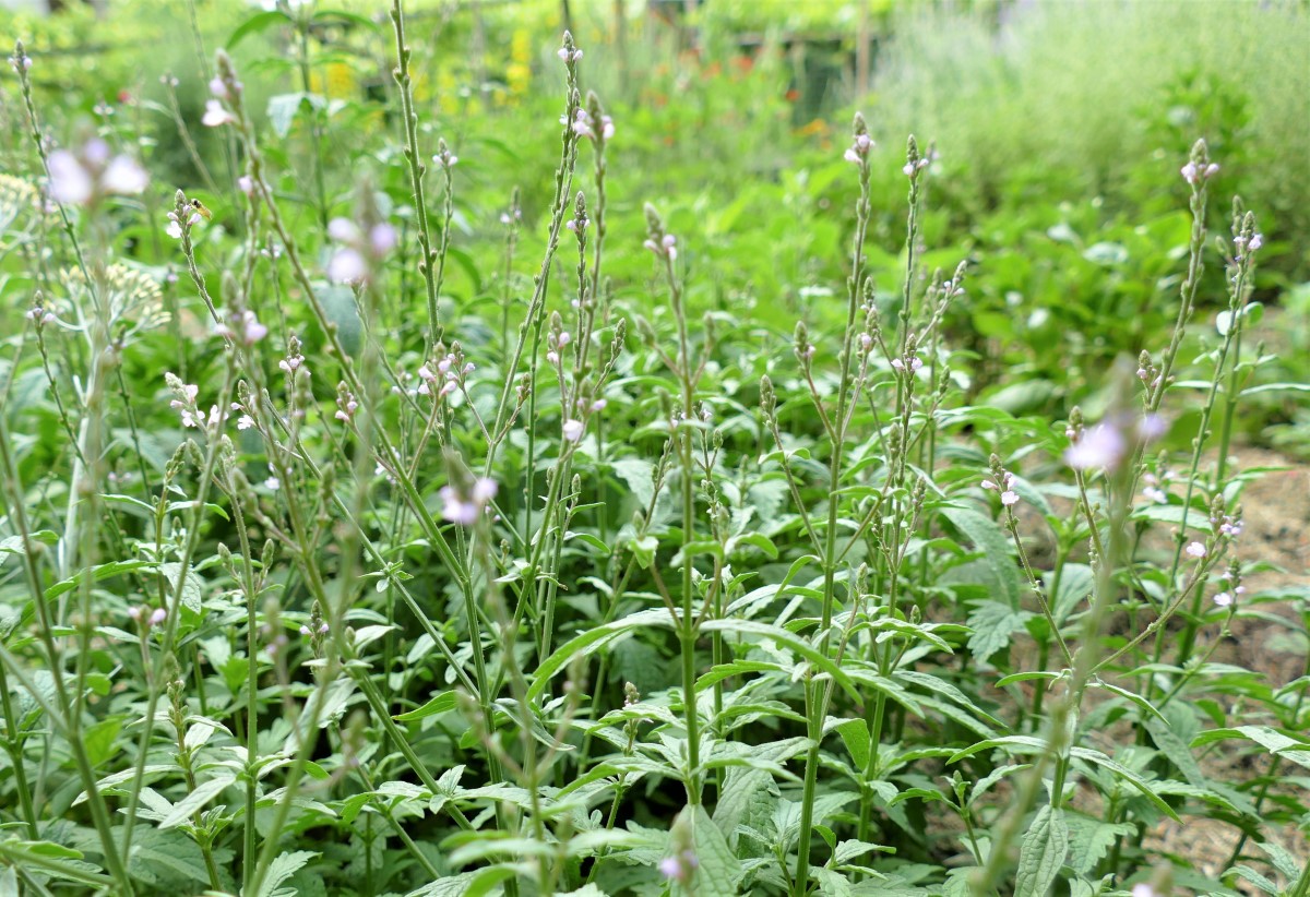 Echtes Eisenkraut-detail-0