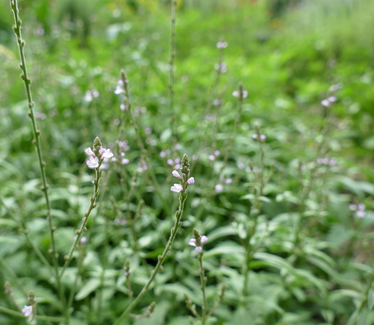 Echtes Eisenkraut-detail-3