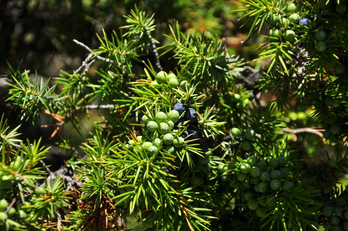Wacholder-detail-3