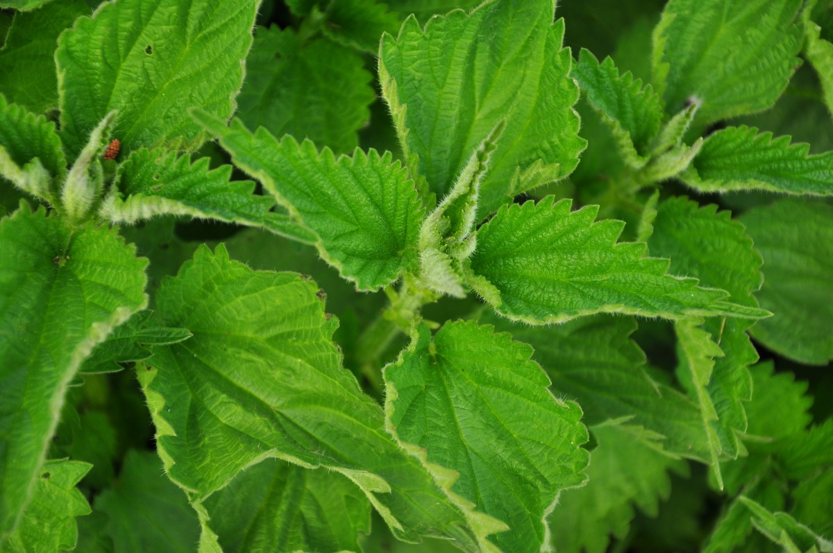 Brennnessel-detail-4