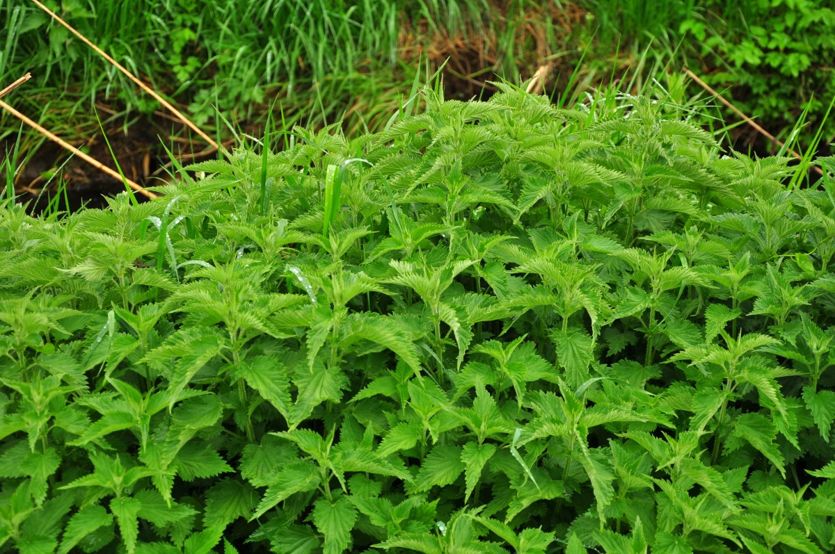 Brennnessel-detail-5