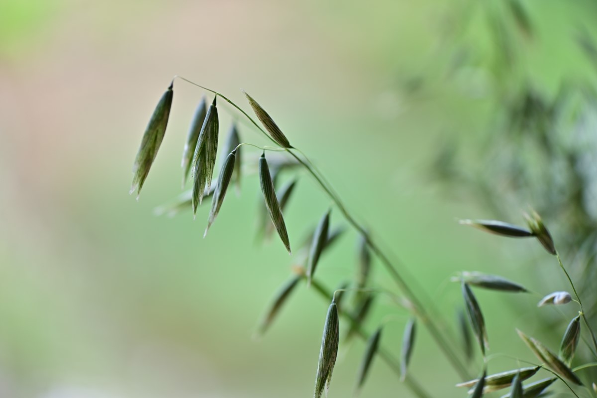 Hafer als Heilpflanze Wirkung, Anwendung & Rezepte