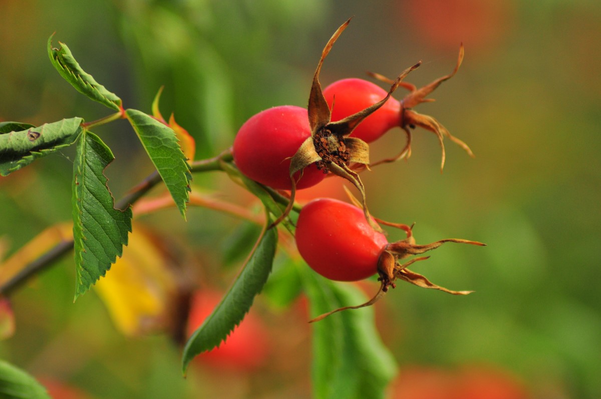 Hagebutte-detail-1