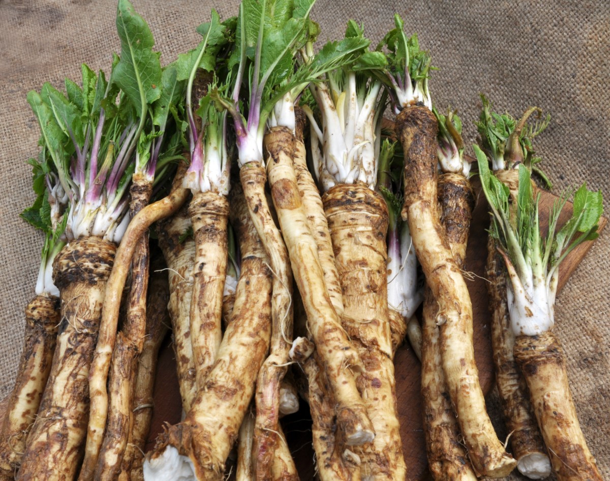 Meerrettich-detail-2