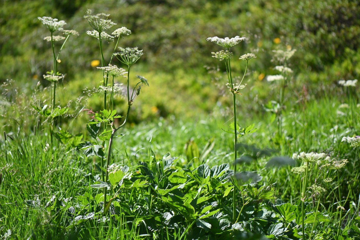Meisterwurz-detail-0