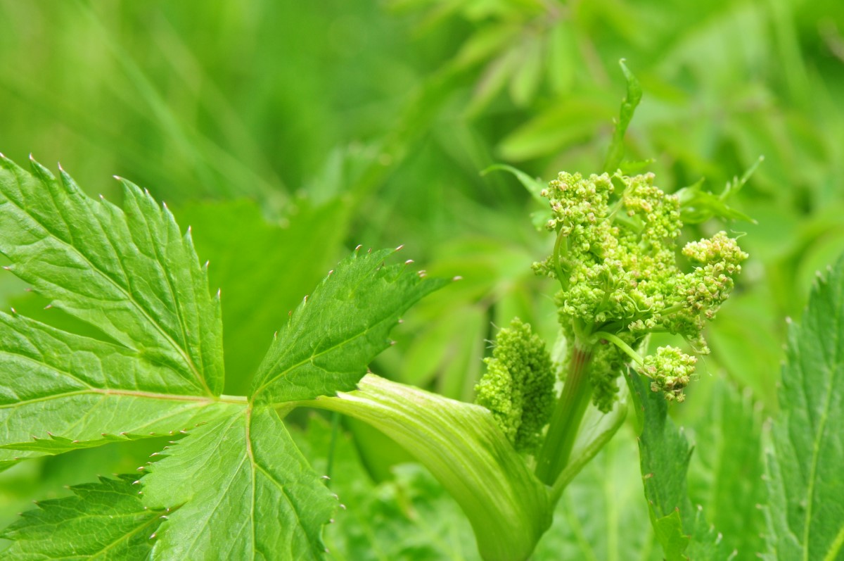 Meisterwurz-detail-1