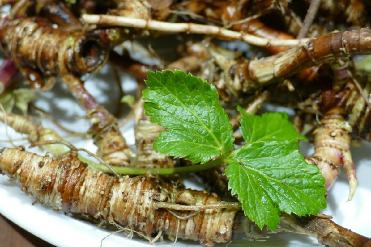 Meisterwurz-detail-2