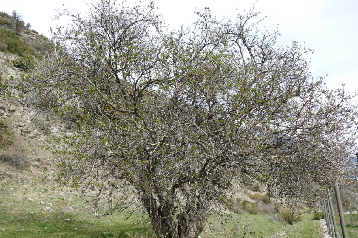 Schwarzer Holunder-detail-4