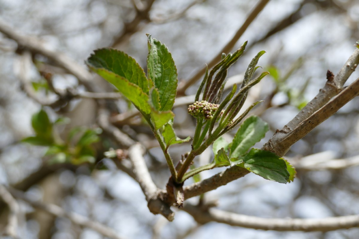 Schwarzer Holunder-detail-5