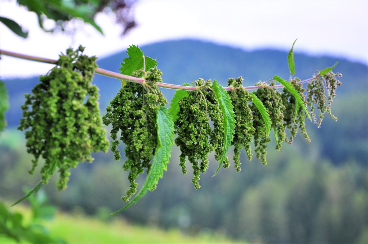 Brennnessel-detail-3