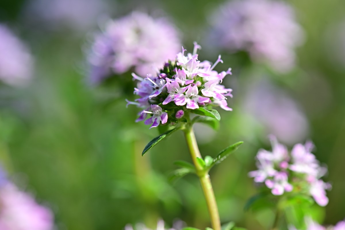 Thymian als Heilpflanze | Wirkung, Anwendung & Rezepte